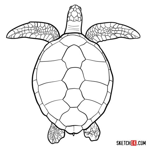 turtle images drawing|Turtle Drawing Royalty.